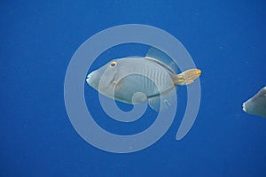 Grey triggerfishÂ Balistes capriscus